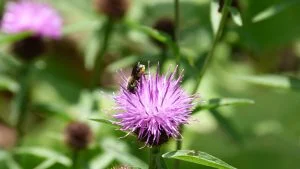 Distelmauerbiene (Osmia leaiana) auf Centaurea nigra