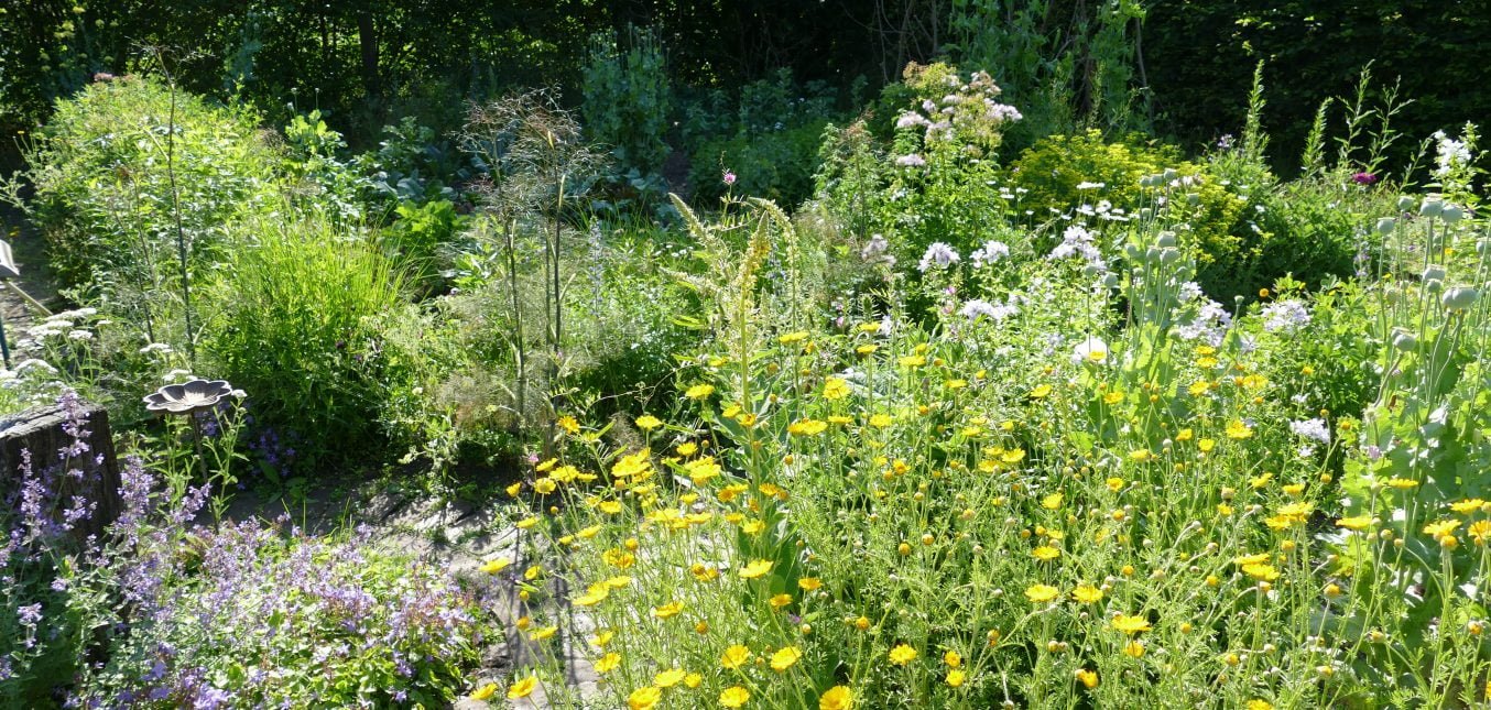 Heute in meinem Biogarten: Gemüse, Stauden und Wildstauden - ein Paradies für Wildbienen und Gemüsegärtner/innen