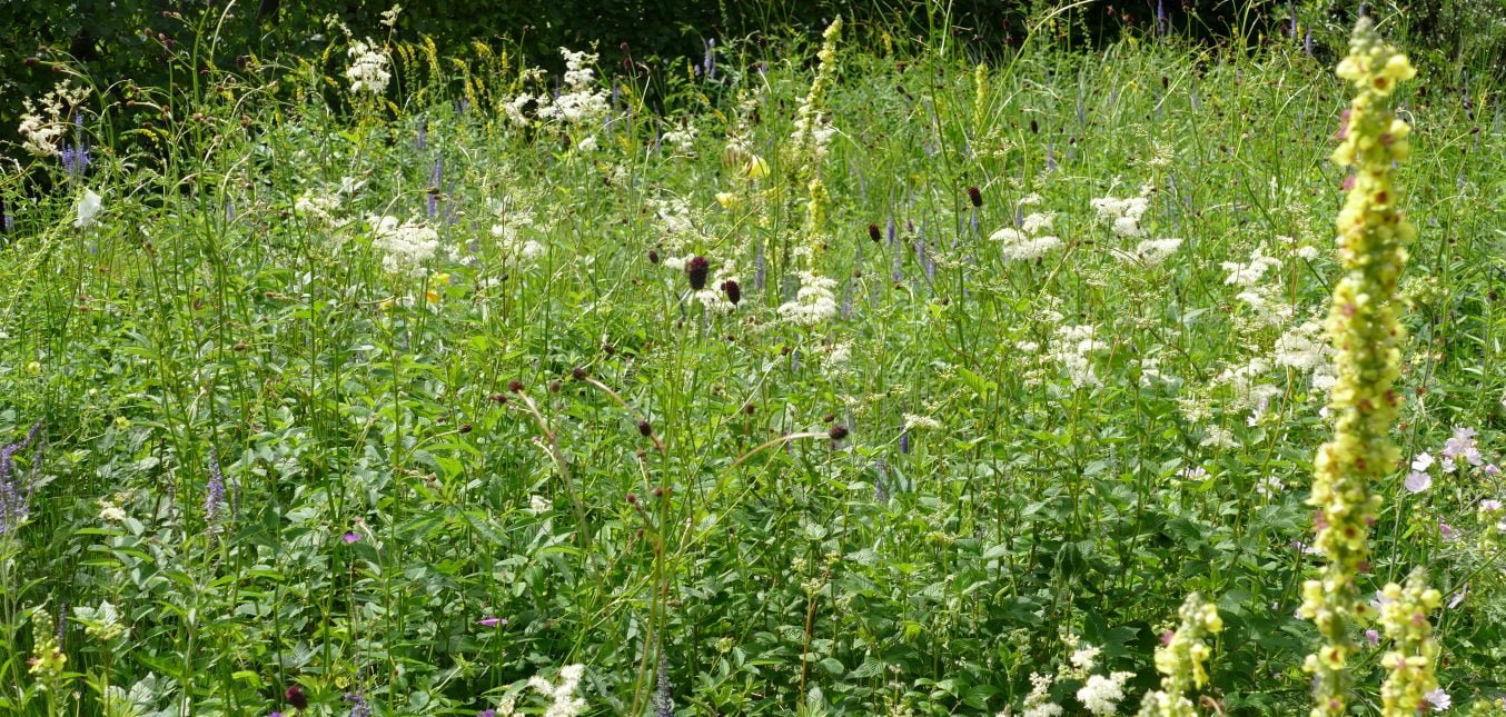 Heimische Wildstauden für den Feuchtstandort in ehemaligen Moorgegenden