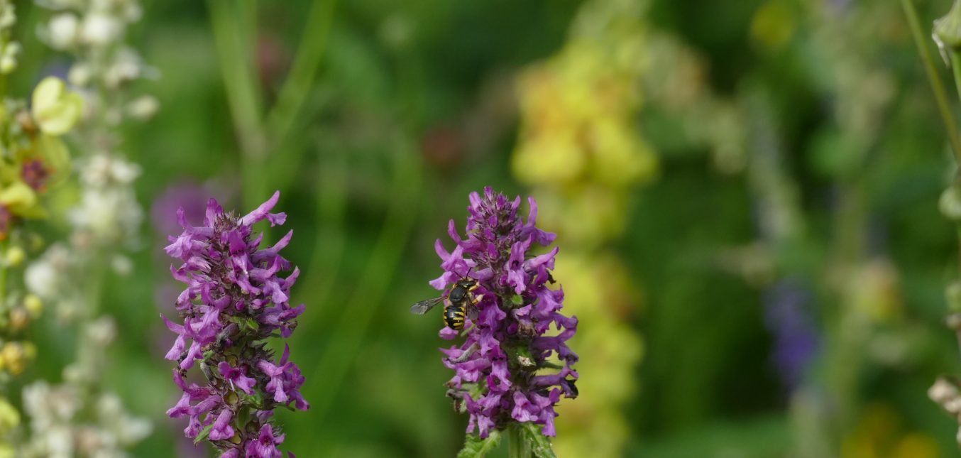 Wollbiene an Heilziest