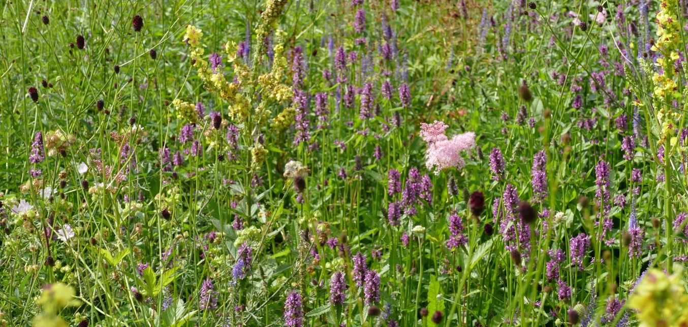 Heilziest - jetzt in voller Blüte