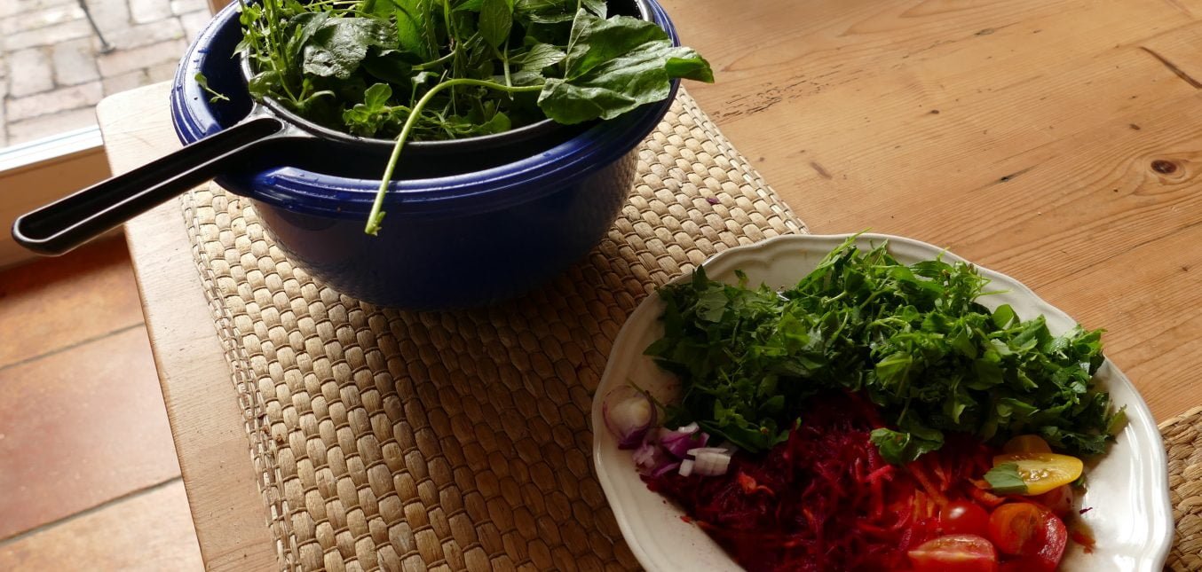 Wildkräuter-Salat im Hochsommer
