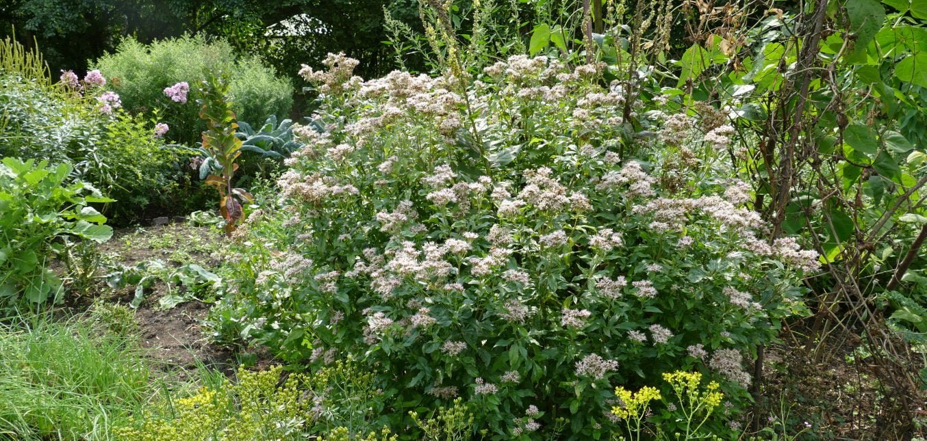 Heimischer Wasserdost (Eupatorium cannabium)