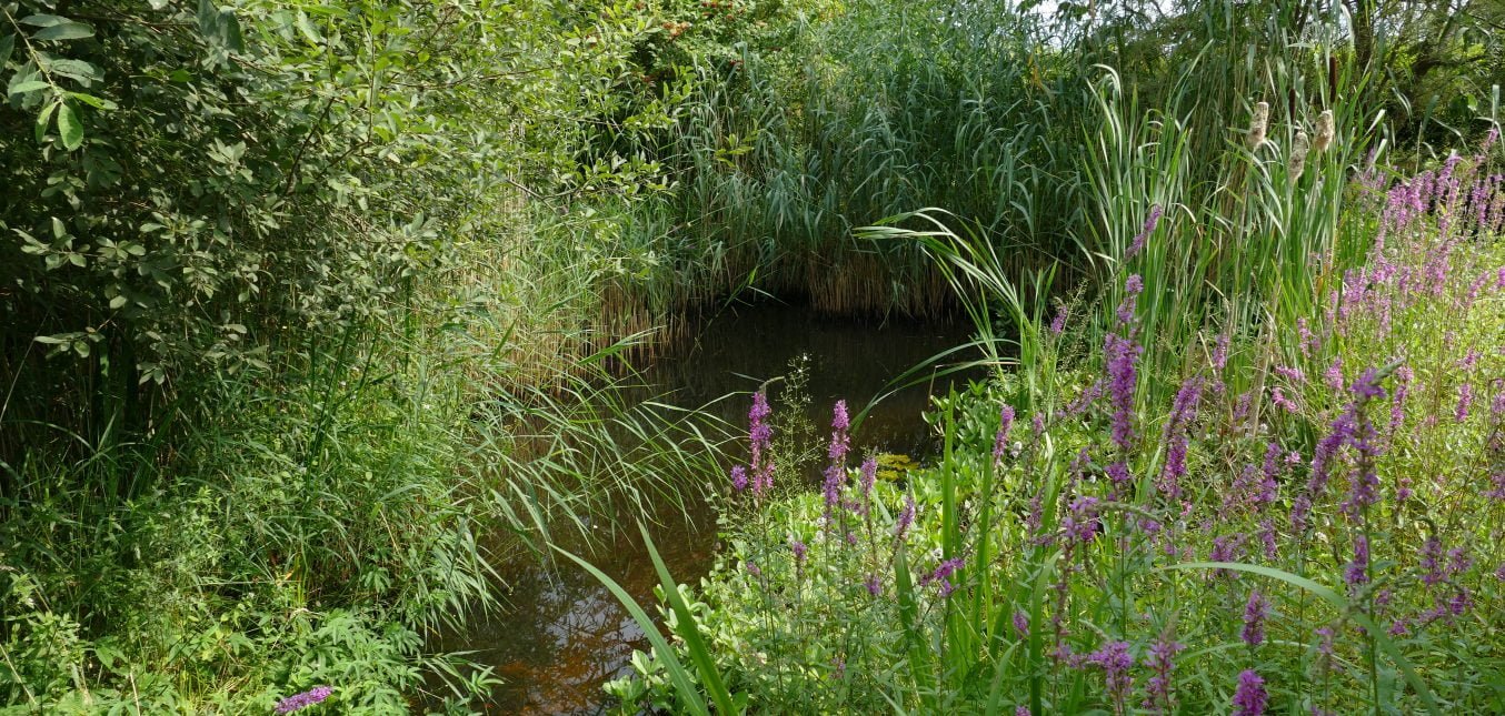 Der Teich im Spätsommer