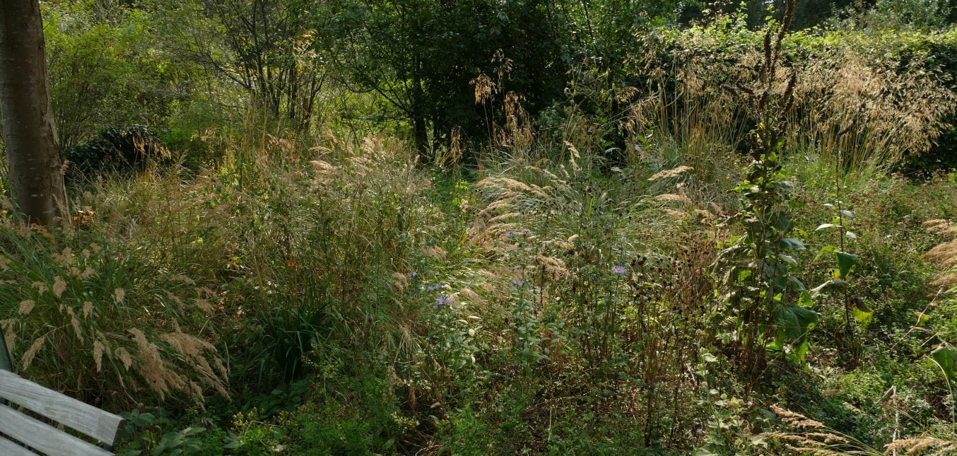 Gräser im September