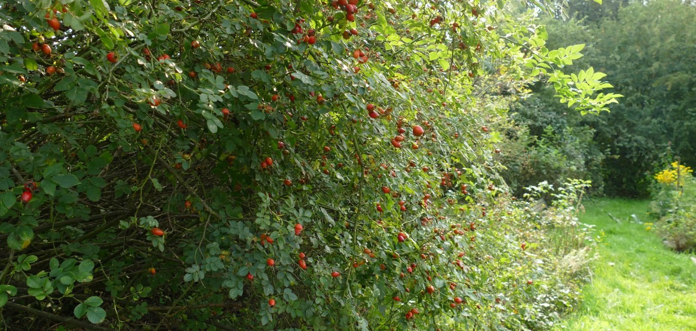 Herbstschmuck im Naturgarten: Hagebutten