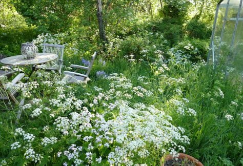 Anthriscus sylvestris (3)