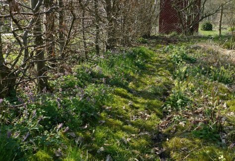 Corydalis cava mit Primula elatior
