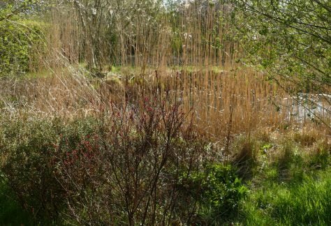 Gagelstrauch in der Blüte
