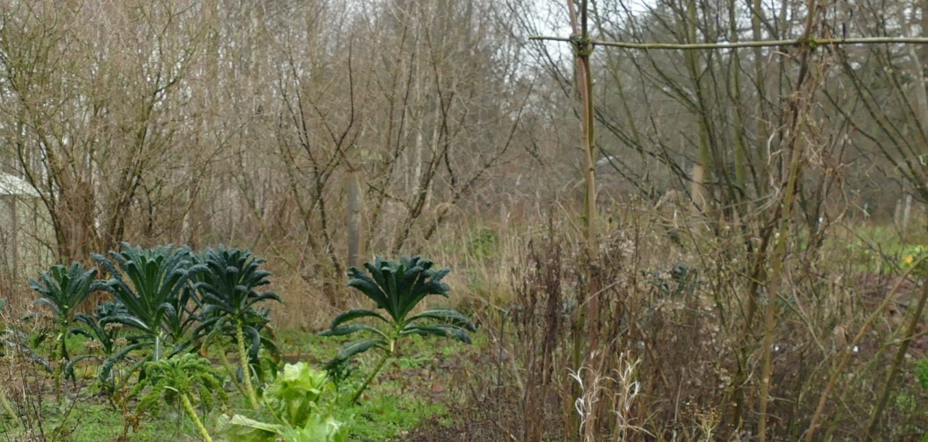 Schwarzkohl im Januar - gesunde Nahrung direkt aus dem Garten