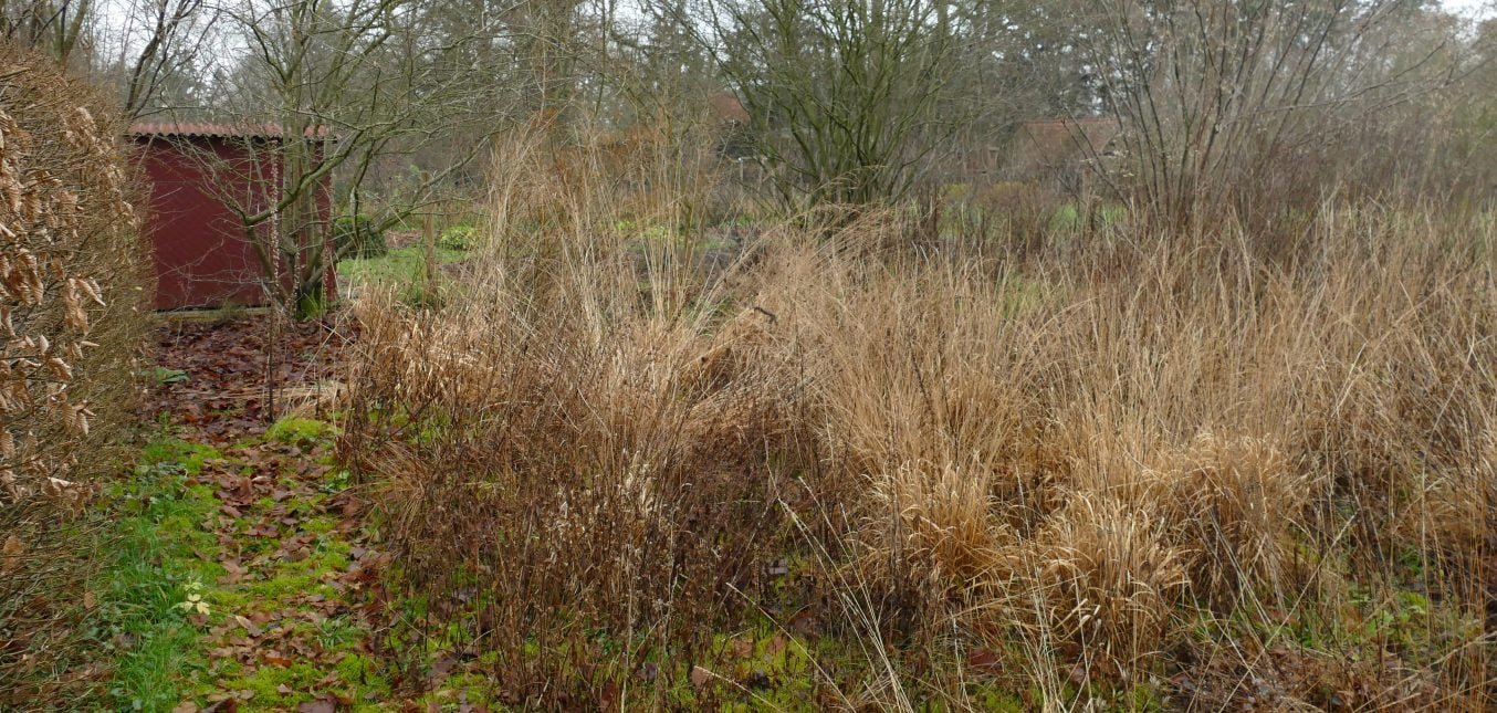 Winter im Mooringer Naturgarten - Pfeifengräser als Grundgerüst