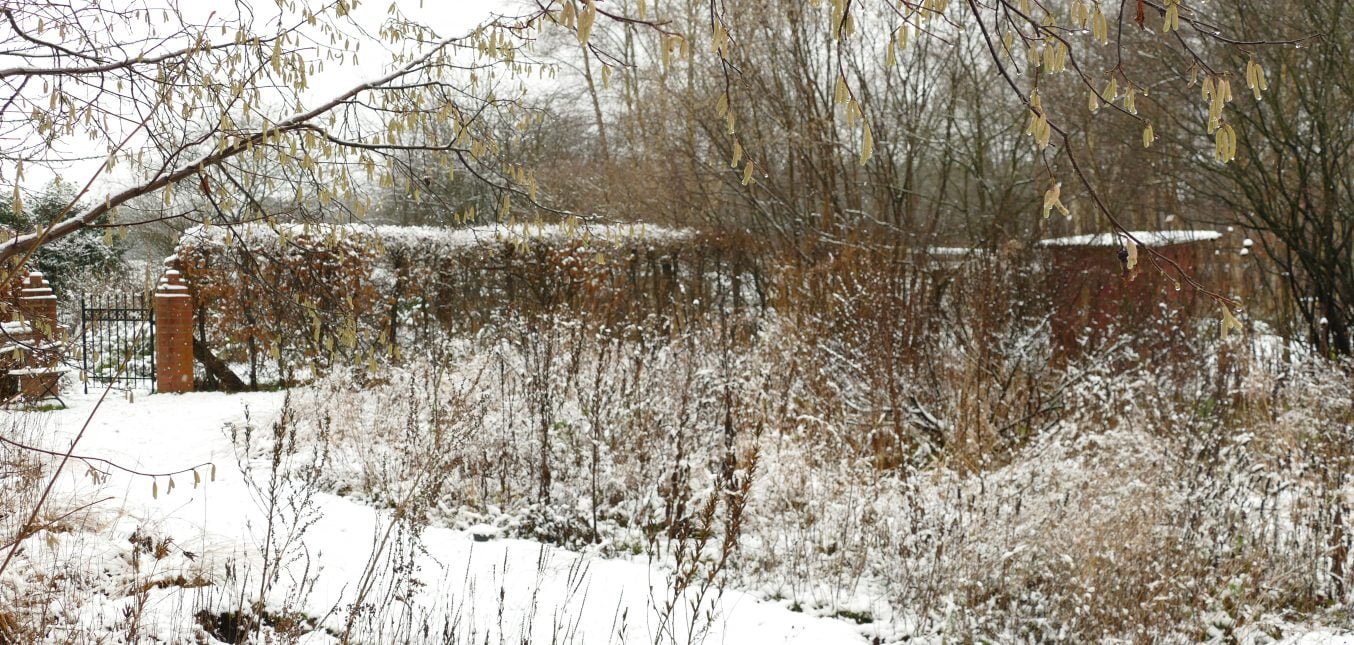 Gräser und Samenstände: der Naturgarten im Winter