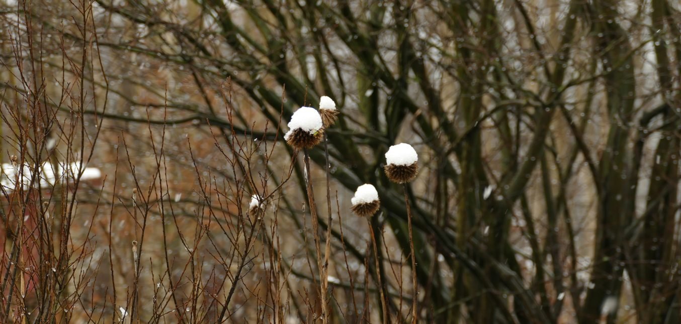 Warum ich dieses Jahr das Vogelhäuschen im Schuppen stehen lasse.