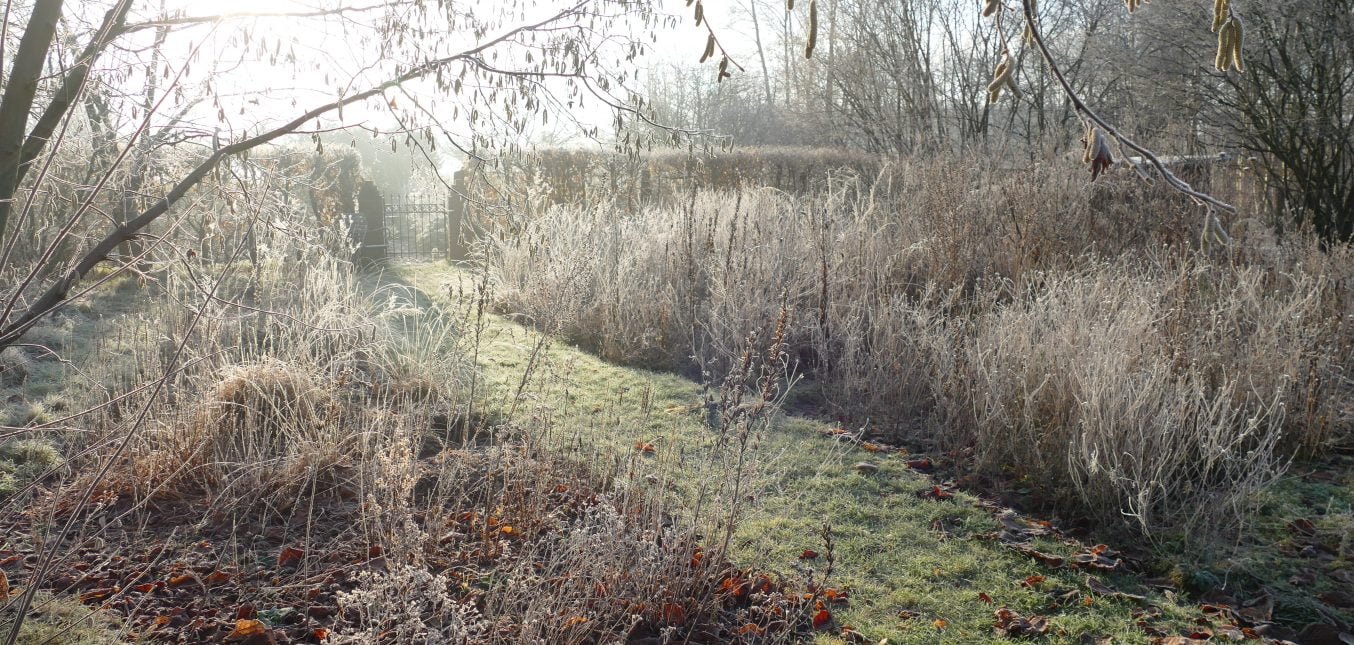 Naturgarten im Winter: Raureif