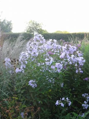 Phlox paniculata Lavendelwolke