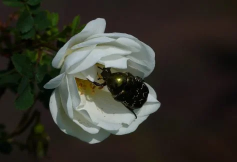P1080458