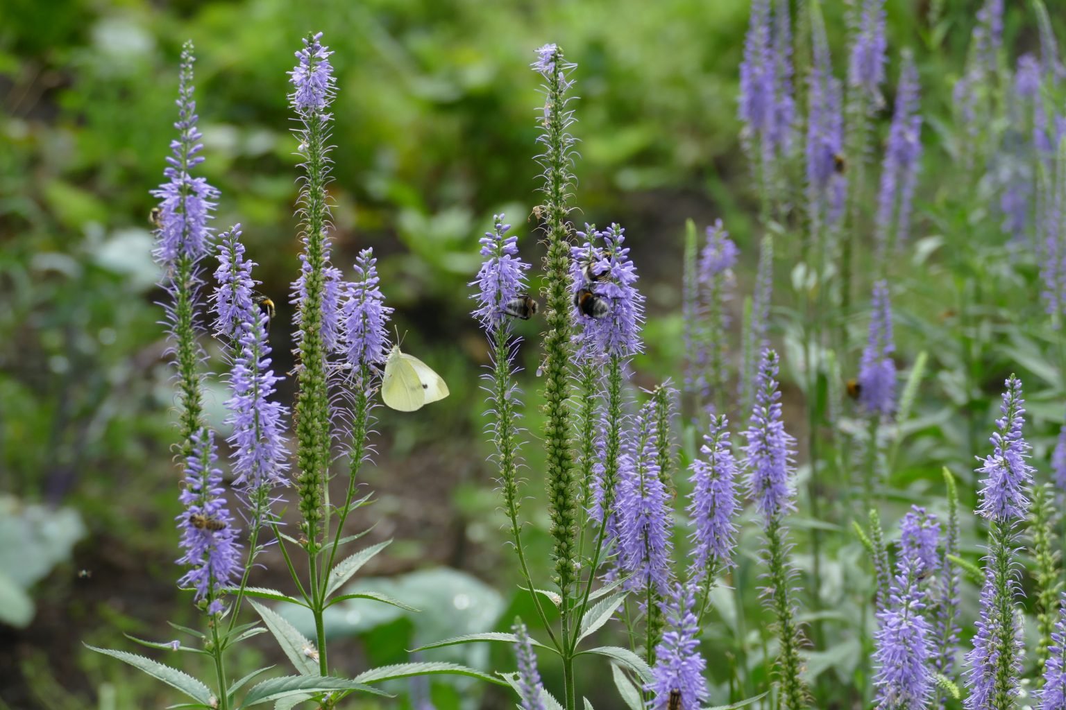Die besten heimischen Wildpflanzen für Insekten im Juli 2