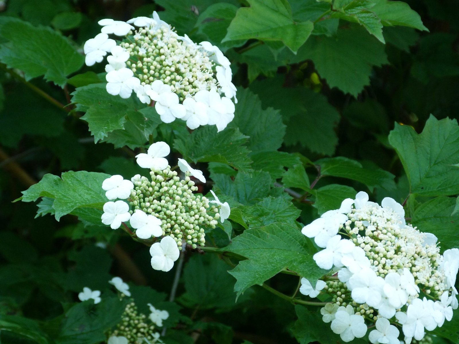 NaturgartenSträucher im Winter Gemeiner Schneeball (Viburnum opulus